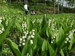 スズランの小径（小径）6月8日