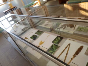 植物標本展示「虫こぶ36選 in 滝野の森」 @ 森の情報館
